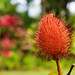 2012-02-10 02-19 Maui, Hawaii 144 Road to Hana, Arboretum, Garden of Eden