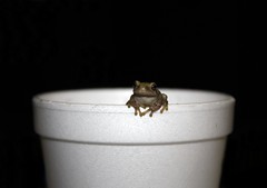 A Frog in My Coffee