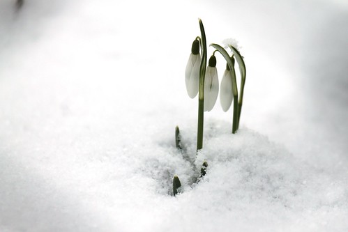Snowdrop / Perce-neige / Sněženka by elPadawan, on Flickr
