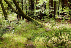 2012-04-14 Big Basin Redwoods State Park 044