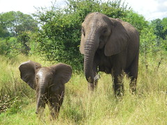 Anglų lietuvių žodynas. Žodis african elephant reiškia afrikos dramblys lietuviškai.