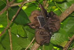 Tent-making Bats