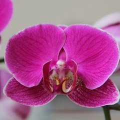 Orchidee #flower #flowers #flowerlover #plant #orchid #spring #color #purple #lila #violett #natur #nature #nature_josefharald #nofilter #macro #macro_power_hour #igersgermany #germany #instagramhub