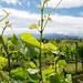 Highfield Estate Winery, Marlborough, New Zealand