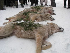 Wolf Hunting / Caza del Lobo