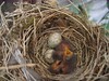 Gr fluesnapper/Gr flugsnappare - Muscicapa striata (nest)