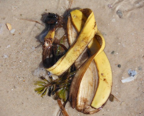 Sea Banana