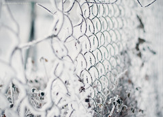 358/365 Frozen gates