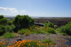 2012-04-14 San Jose 067 Don Edwards SF Bay National Wildlife Refuge Park