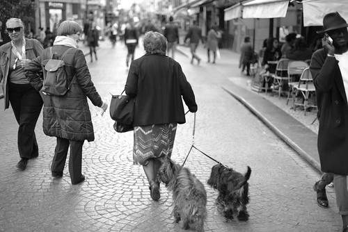 Parisian dogs on Rue Montorgueil