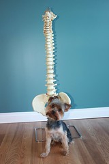 Toto - Upland Spine & Rehab's new Mascot