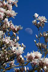 Magnolia, the Moon and a bumblebee