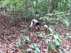 Camilo, collecting soil for environmental measurements. • <a style="font-size:0.8em;" href="http://www.flickr.com/photos/32690690@N08/6983733833/" target="_blank">View on Flickr</a>