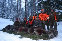 Wild Boar Hunting / Caza del Jabalí