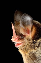 Striped hairy-nosed bat