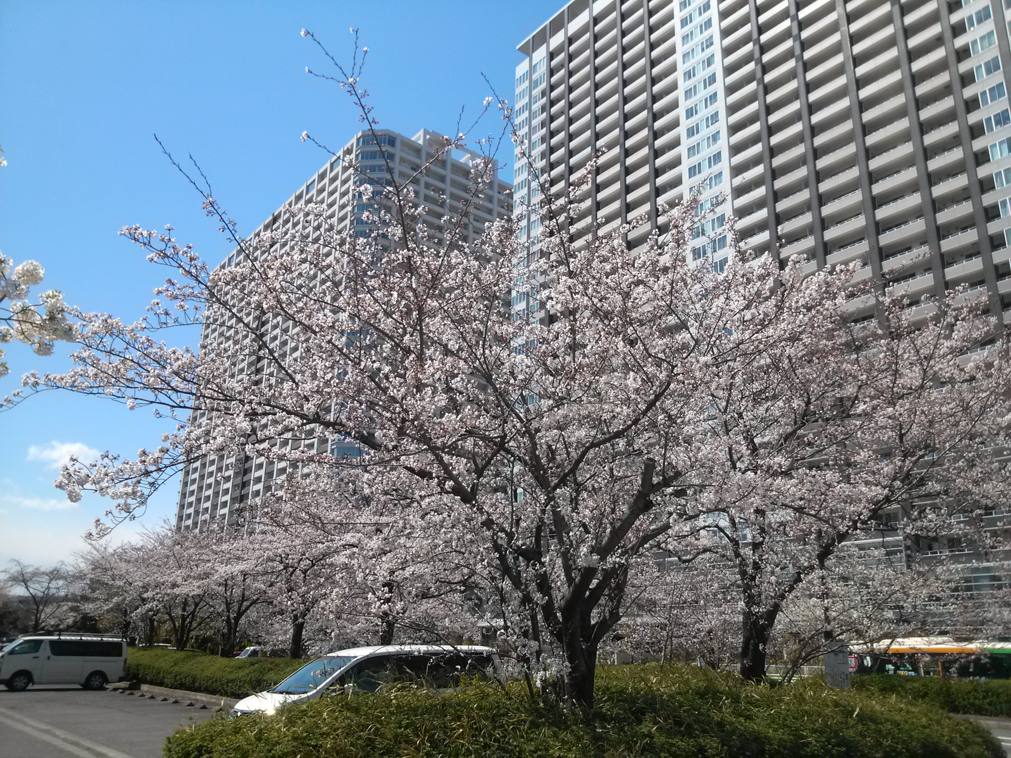 有明の桜