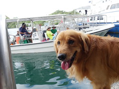 The local dog at the Fish'n fins dive shop, Koror.