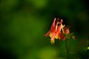 Red Columbine • <a style="font-size:0.8em;" href="http://www.flickr.com/photos/29675049@N05/7359885640/" target="_blank">View on Flickr</a>