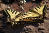 Canadian Tiger Swallowtail Butterflies • <a style="font-size:0.8em;" href="http://www.flickr.com/photos/29675049@N05/7174658643/" target="_blank">View on Flickr</a>