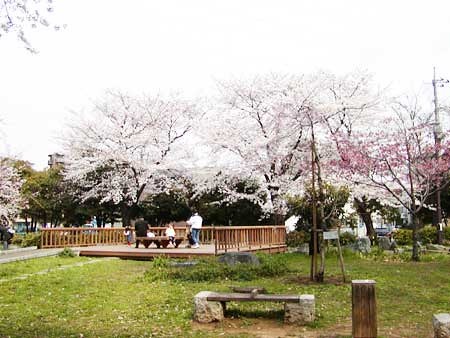 桜が咲いておりますよ。公園を通て、駅まで...