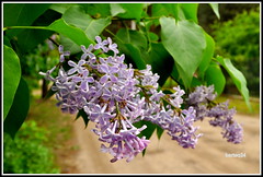 Anglų lietuvių žodynas. Žodis common lilac reiškia bendras alyvinė lietuviškai.