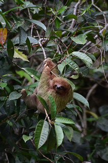 Brown-throated Three-toed Sloth