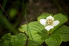 Bunchberry • <a style="font-size:0.8em;" href="http://www.flickr.com/photos/29675049@N05/7174663045/" target="_blank">View on Flickr</a>