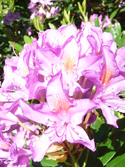 Rhododendron • <a style="font-size:0.8em;" href="http://www.flickr.com/photos/27734467@N04/26726465221/" target="_blank">View on Flickr</a>