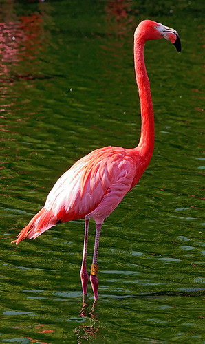 Rosy flamingo