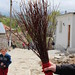 Plants used as a broom in Borje • <a style="font-size:0.8em;" href="http://www.flickr.com/photos/62152544@N00/7255230928/" target="_blank">View on Flickr</a>