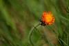 Orange Hawkweed? • <a style="font-size:0.8em;" href="http://www.flickr.com/photos/29675049@N05/7359886432/" target="_blank">View on Flickr</a>