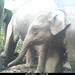 elephant4 BK-15 • <a style="font-size:0.8em;" href="http://www.flickr.com/photos/109145777@N03/13794588653/" target="_blank">View on Flickr</a>