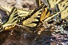 Canadian Tiger Swallowtail Butterflies • <a style="font-size:0.8em;" href="http://www.flickr.com/photos/29675049@N05/7174658133/" target="_blank">View on Flickr</a>