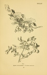 Anglų lietuvių žodynas. Žodis squaw huckleberry reiškia squaw heklberio lietuviškai.
