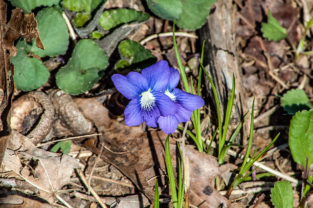 Cedar Bluffs Nature Preserve -  Common blue violet - April 19, 2014