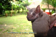 Great Fruit-eating Bat (Artibeus lituratus)