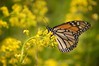 Monarch Butterfly • <a style="font-size:0.8em;" href="http://www.flickr.com/photos/29675049@N05/7359888010/" target="_blank">View on Flickr</a>