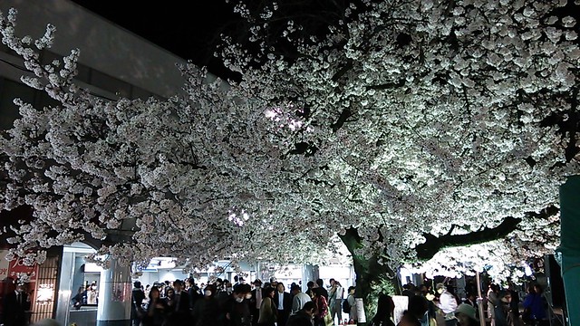 今、仙川駅前の桜が満開でとても綺麗です！