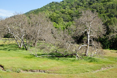 2012-05-06 Sunol Regional Wilderness Park 054 Canyon View Trail