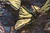 Canadian Tiger Swallowtail Butterflies • <a style="font-size:0.8em;" href="http://www.flickr.com/photos/29675049@N05/7359884542/" target="_blank">View on Flickr</a>