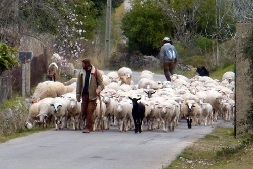 Shepherd near Pena by muffinn, on Flickr
