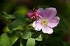 Prairie Rose • <a style="font-size:0.8em;" href="http://www.flickr.com/photos/29675049@N05/7174660827/" target="_blank">View on Flickr</a>