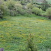 Meadows of dandelion in Kollovoz • <a style="font-size:0.8em;" href="http://www.flickr.com/photos/62152544@N00/7257620768/" target="_blank">View on Flickr</a>