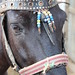 Horse with a protective amulet against Evil Eye - Borje • <a style="font-size:0.8em;" href="http://www.flickr.com/photos/62152544@N00/7255146324/" target="_blank">View on Flickr</a>