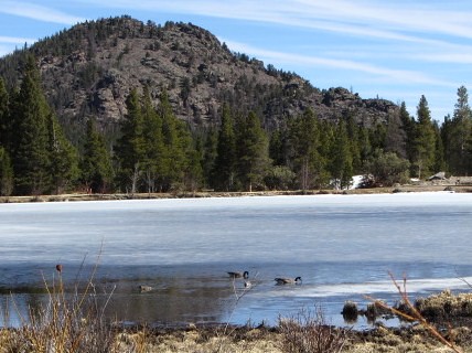 Geese on Sprague Lake