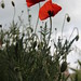 Papaver rhoeas • <a style="font-size:0.8em;" href="http://www.flickr.com/photos/62152544@N00/7151750231/" target="_blank">View on Flickr</a>