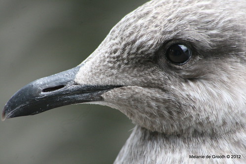 Young Seagull Profile 2