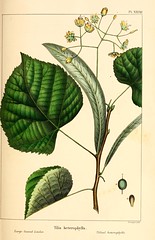 Anglų lietuvių žodynas. Žodis tilia heterophylla reiškia <li>tilia heterophylla</li> lietuviškai.