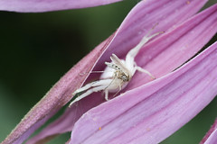 Crab spider with mosquito