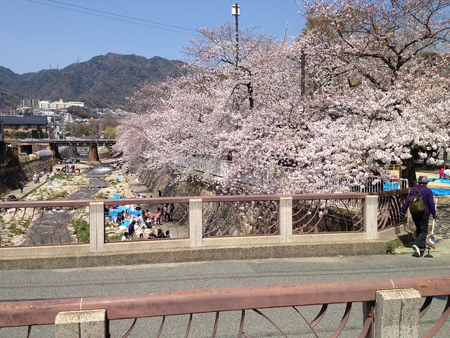 春の都賀川風景です(^0^)/